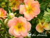 Sidabražolė krūminė 'Double Punch Peach' (lot. Potentilla fruticosa)